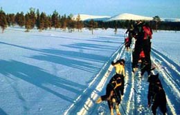 Polarregionen in den Wintermonaten, Finnland: Finnisch-Lappland - Hundeschlittentour - Mit dem Hunderschlitten durch die verschneite Landschaft